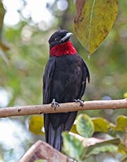Picture/image of Purple-throated Fruitcrow
