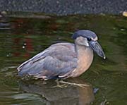 Picture/image of Boat-billed Heron