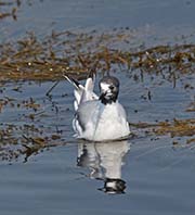 Picture/image of Bonaparte's Gull