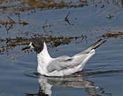 Picture/image of Bonaparte's Gull