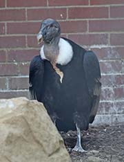 Picture/image of Andean Condor