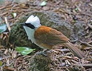 Picture/image of White-crested Laughingthrush