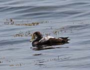 Picture/image of Common Eider