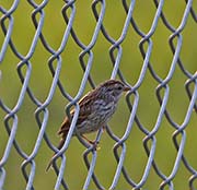 Picture/image of Savannah Sparrow
