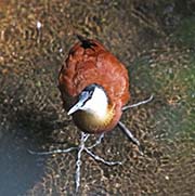 Picture/image of African Jacana
