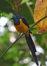 Picture/image of Golden-breasted Starling