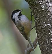 Picture/image of Chestnut-backed Chickadee