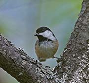 Picture/image of Chestnut-backed Chickadee