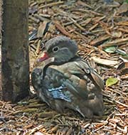 Picture/image of Mandarin Duck