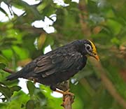 Picture/image of Golden-crested Myna