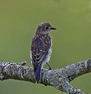 Picture/image of Eastern Bluebird