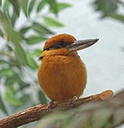 Picture/image of Micronesian Kingfisher