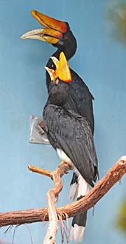 Picture/image of Rhinoceros Hornbill