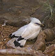 Picture/image of Bali Myna