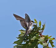 Picture/image of Tree Swallow