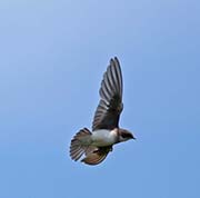 Picture/image of Tree Swallow