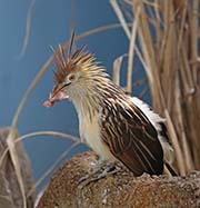 Guira Cuckoo