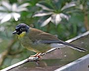 Blue-crowned Laughingthrush