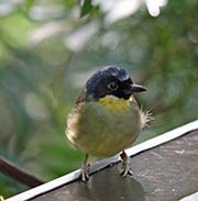 Picture/image of Blue-crowned Laughingthrush