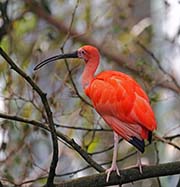 Picture/image of Scarlet Ibis