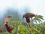 Picture/image of European Starling