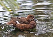 Picture/image of Rosy-billed Pochard