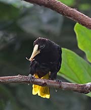 Picture/image of Crested Oropendola