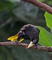 Picture/image of Crested Oropendola