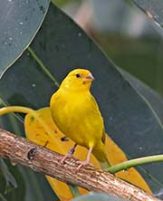 Picture/image of Saffron Finch