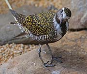 Picture/image of American Golden Plover