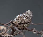 Picture/image of Inca Dove