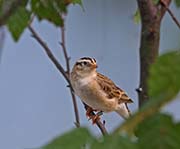Picture/image of Long-tailed Paradise Whydah