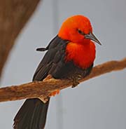Picture/image of Scarlet-headed Blackbird