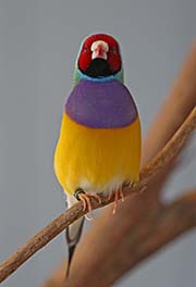 Picture/image of Gouldian Finch