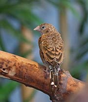 Picture/image of Cut-throat Finch