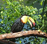 Picture/image of Keel-billed Toucan