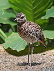 Picture/image of Spotted Thick-knee