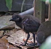 Picture/image of Guam Rail