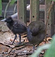 Picture/image of Guam Rail