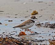 Picture/image of Semipalmated Plover