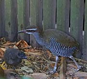 Picture/image of Guam Rail