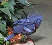 Picture/image of Victoria Crowned-Pigeon