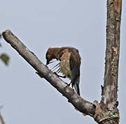 Picture/image of Cedar Waxwing