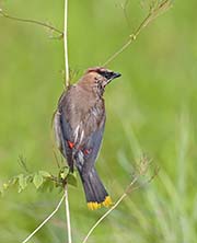 Picture/image of Cedar Waxwing