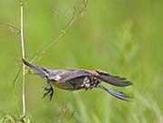 Picture/image of Cedar Waxwing