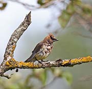Picture/image of Cedar Waxwing