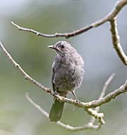 Picture/image of Gray Catbird