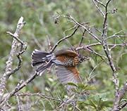 Picture/image of American Robin
