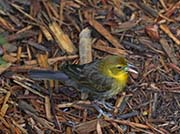 Picture/image of Yellow-hooded Blackbird