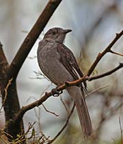 Picture/image of Screaming Piha